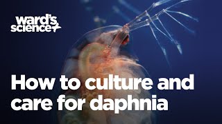 Caring and Culturing for Daphnia [upl. by Kegan138]