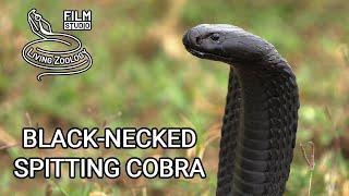 Deadly venomous Blacknecked spiting cobra Naja nigricollis wild snake in Kenya black snake [upl. by Ahsirkal777]