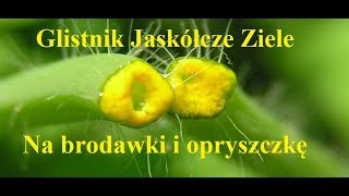 Glistnik Jaskółcze Ziele  maść na brodawki i opryszczkę [upl. by Aitnic]