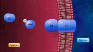 Active Transport by Group Translocation Animation Video [upl. by Einaeg]