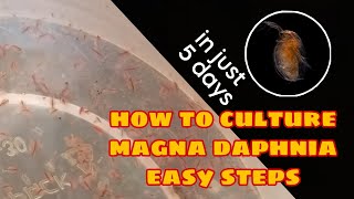 How to Culture Magna Daphnia Easily [upl. by Irra]