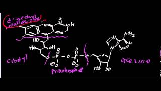 Biochemistry  Succinate Dehydrogenase Complex II [upl. by Marena]