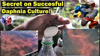 How to Culture Daphnia Successfully [upl. by Aicekal612]