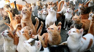 Why Humans Are Obsessed with Cats  Annals of Obsession  The New Yorker [upl. by Rovert662]