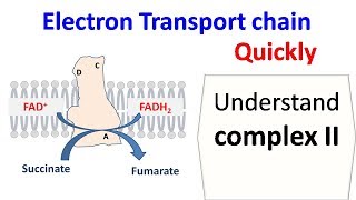 CC How to Pronounce solifenacin VESIcare Backbuilding Pharmacology [upl. by Eitnom213]