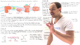 Introduction to Electron Transport Chain [upl. by Elvera]