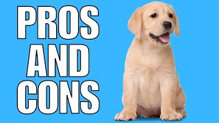 Labrador Retriever Pros amp Cons SHOCKING [upl. by Albion]