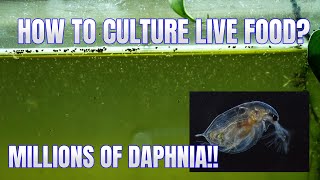 How to Culture Daphnia Secret Method to Breed MILLIONS  Simply Aquatic [upl. by Jewett]