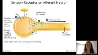 Lecture10 Sensory Physiology [upl. by Fonsie851]