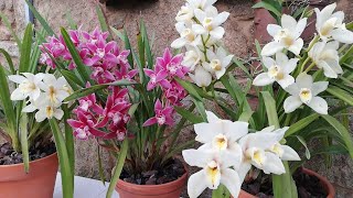 ¿Empezamos a Cuidar Cymbidium desde cero [upl. by Fiester861]