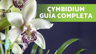 Orquídea CYMBIDIUM  cómo Cuidarla y Plantarla [upl. by Lenno828]