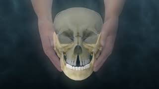 Lyons Institute  Craniosacral Biodynamics TMJ  Mandible Hold [upl. by Glantz]