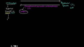 phosphoenol pyruvate carboxykinase [upl. by Samalla682]