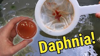 How I Culture Daphnia In Outdoor Tubs [upl. by Eleen]