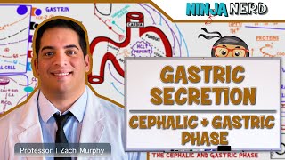 Gastrointestinal  Gastric Secretion The Cephalic amp Gastric Phase [upl. by Gerta31]