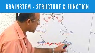 Brainstem  Structure and Function  Neuroanatomy [upl. by Eikcor]