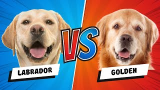 Labrador Retriever vs Golden Retriever  Which is Better Dog vs Dog [upl. by Nicram17]