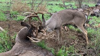 Two GIANT WHITETAILS With Locked Antlers  The Management Advantage [upl. by Jodie327]