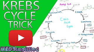 Krebs Cylcle Trick How to remember krebs cycle FOREVER [upl. by Gamber]