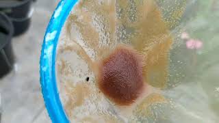 How to culture daphnia moina in a small container Part 1 English Subtitle [upl. by Anyaj]