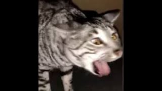 Cats Who Gag A Compilation [upl. by Ramso]