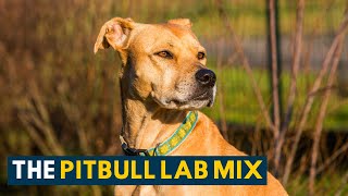 Pitbull Lab Mix Everything About the Loyal amp Loving Bullador [upl. by Geraldina]