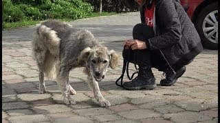 Homeless Dog Runs Toward Us Trying To Ask For Help  Howl Of A Dog [upl. by Kally448]