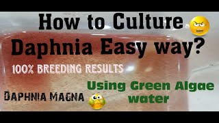 Daphnia MagnaHow to Culture Daphnia Easy wayCulturing Daphnia using Green water Daphnia [upl. by Aidekal]