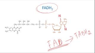 FMN FAD NAD NADP  What are they [upl. by Orodisi]