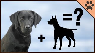 10 Unbelievable Labrador Mix Breeds [upl. by Neelyk]