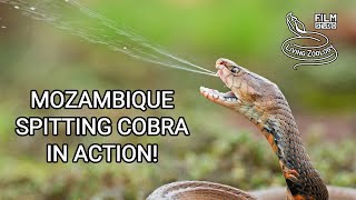 Mozambique spitting cobra Naja mossambica in action Deadly venomous snake from Africa [upl. by Payton181]