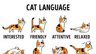 HOW TO UNDERSTAND YOUR CAT BETTER [upl. by Hatty147]