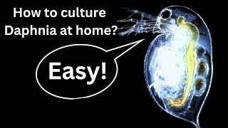 BEST Live Fish Food Beginner guide How to Culture Daphnia at home [upl. by Leodora]