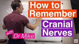 How To Remember Cranial Nerves [upl. by Amsirac]