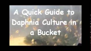 How to culture daphnia outside [upl. by Buiron]