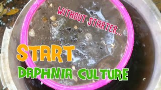 How to culture daphnia moina the easy way 1  Starting the Daphnia culture [upl. by Sunday395]