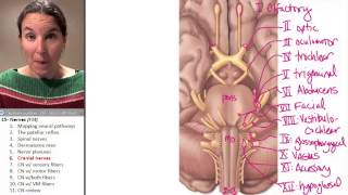 Nerves 6 Cranial Nerves [upl. by Killigrew842]