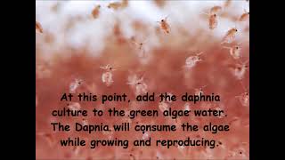 Daphnia  How to grow daphnia in your home [upl. by Jamal]