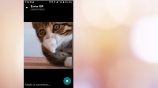 Cómo adjuntar GIFS en WhatsApp  ENTERCO [upl. by Ruella]