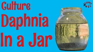 How to Culture Daphnia in a Jar [upl. by Raquela]