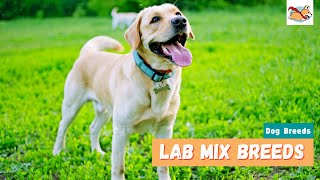 Lab Mix Breeds 10 Lovable Labrador Mix Dogs For Every Family [upl. by Ellinger]