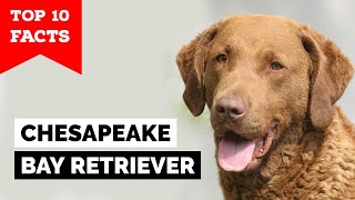 Chesapeake Bay Retriever  Top 10 Facts [upl. by Aracot]