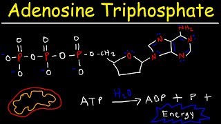 ATP  Adenosine Triphosphate  Cell Energy [upl. by Novaelc767]