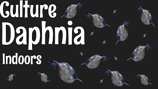 How to Culture Daphnia [upl. by Anaher]