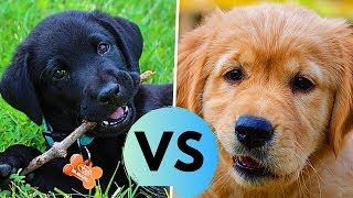 Labrador Retriever vs Golden Retriever Difference [upl. by Atinhoj406]