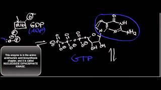 Biochemistry  SuccinylSCoA Synthetase Mechanism [upl. by Derr]