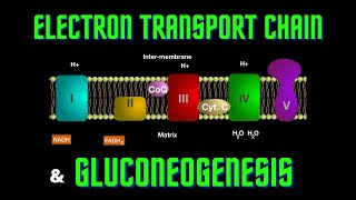 USMLE Step 1  Lesson 58  Electron Transport Chain and Gluconeogenesis [upl. by Hayalat]