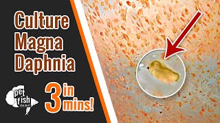 How to culture DAPHNIA MAGNA  The easy way [upl. by Nylhtiak]