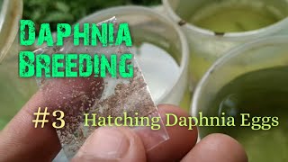 Daphnia Culture made simple and easy 3  Hatching Daphnia eggs [upl. by Areivax529]