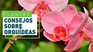 Trucos para cuidar la orquídea  Plantas y flores en VERDECORA [upl. by Ahsinroc]